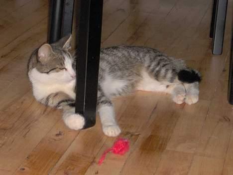 Huskat Ditte billede 10