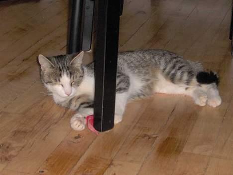 Huskat Ditte billede 11