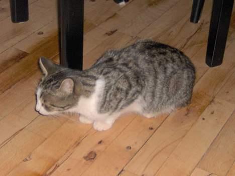 Huskat Ditte billede 12