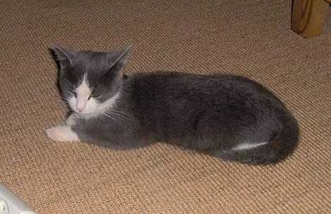 Huskat Monster billede 8