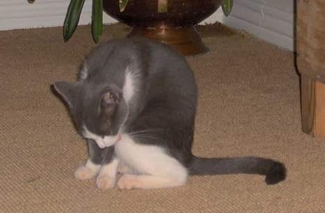 Huskat Monster billede 9