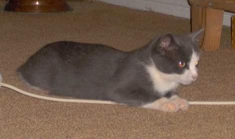 Huskat Monster billede 10