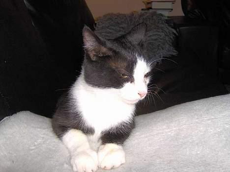 Huskat Bandit billede 11