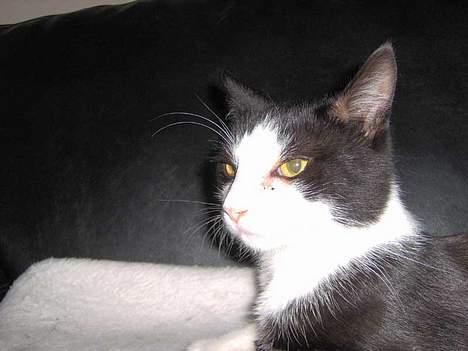 Huskat Bandit billede 12