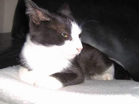 Huskat Bandit billede 13