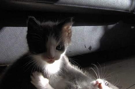 Huskat Bandit - Så lille var jeg engang, men kunne allerede møfle Monster billede 14