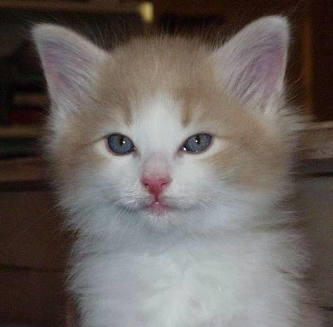 Norsk Skovkat Ol´s Nakuru R.I.P. - Dette var det 1 billed Mor så af mig, og hun var helt solgt. Hun ville bare have mig. Jeg er vist ca. 4 uger.... billede 20