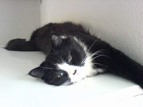 Blanding af racer Mozart billede 7