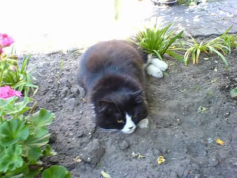 Blanding af racer Mozart billede 8