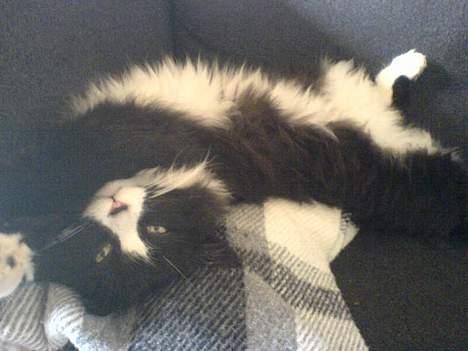 Blanding af racer Mozart billede 9