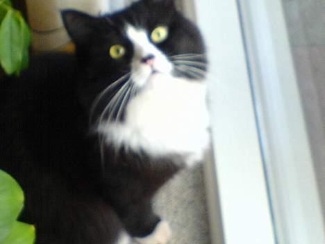 Blanding af racer Mozart billede 10