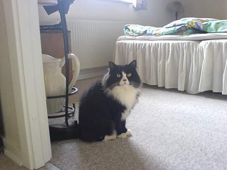 Blanding af racer Mozart billede 11