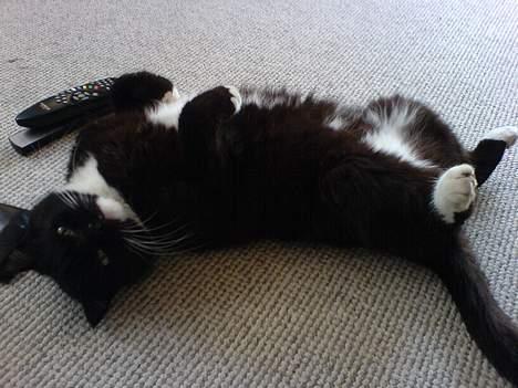 Blanding af racer Max(Død) billede 15