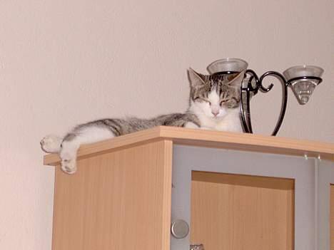 Huskat Ditte - Skønt med et godt overblik billede 13