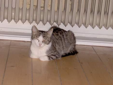 Huskat Ditte - mmm... dejlig varmt... billede 14