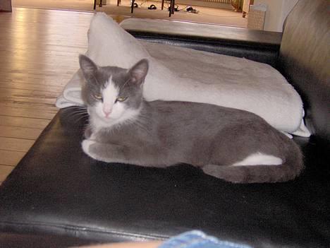 Huskat Monster - Jeg sagde; lad mig ligge i fred! billede 11