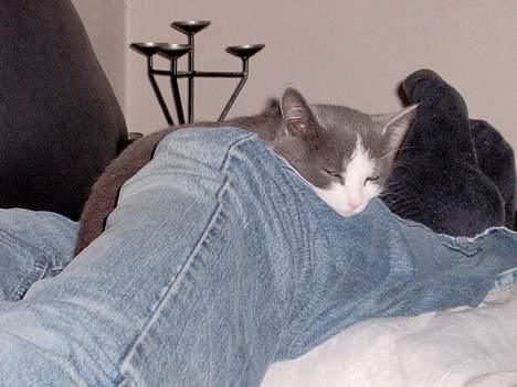 Huskat Monster - Det er nu hyggeligt at ligge her ved Søren billede 12