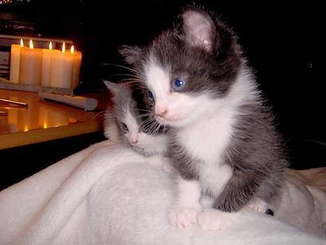 Huskat Monster - Jeg gemmer mig lidt bagved min bror Bandit, og sammen skjuler vi helt vores søster Ditte billede 13