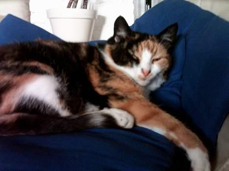 Huskat Piv billede 13