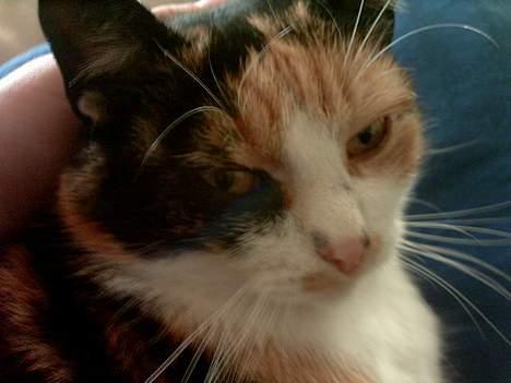 Huskat Piv billede 14