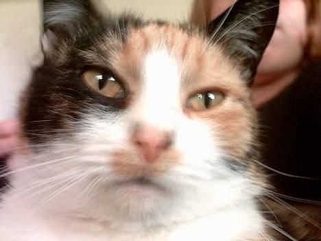 Huskat Piv billede 16