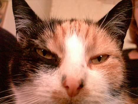 Huskat Piv billede 17