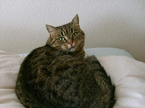 Huskat Missedyr billede 3