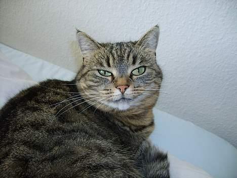 Huskat Missedyr billede 4