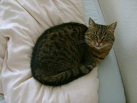 Huskat Missedyr billede 5