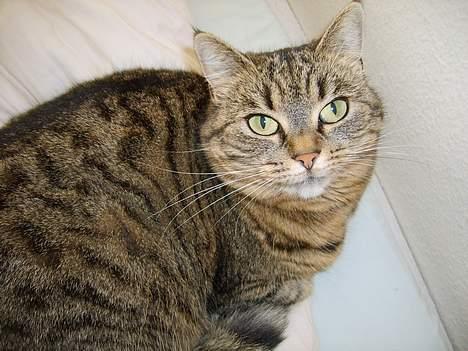 Huskat Missedyr billede 6