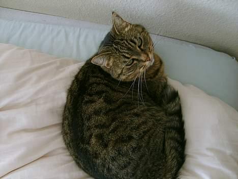 Huskat Missedyr billede 7