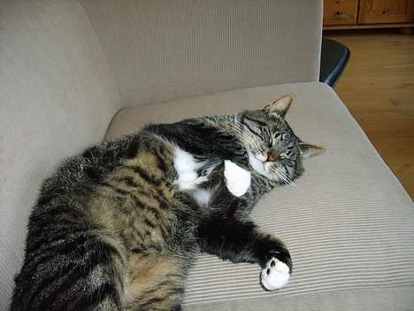 Huskat Lox billede 8