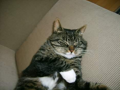 Huskat Lox billede 9