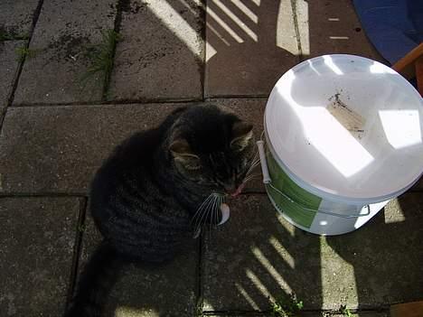 Huskat Lox billede 10