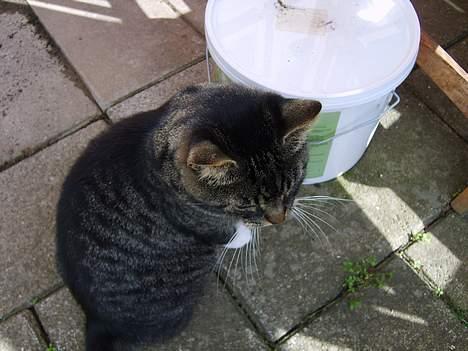 Huskat Lox billede 11