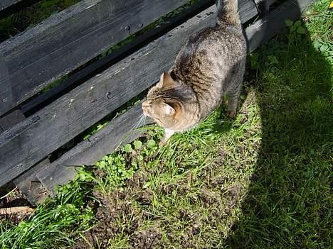 Huskat Missedyr billede 8