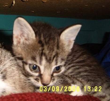 Huskat ~Mini~ billede 6