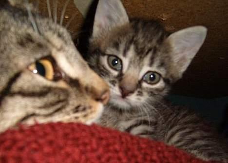 Huskat ~Mini~ billede 7