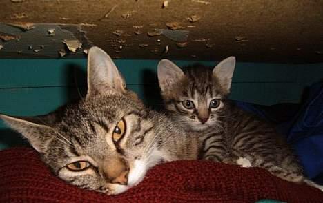 Huskat ~Mini~ billede 8