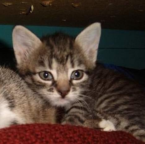 Huskat ~Mini~ billede 9