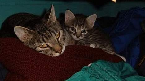 Huskat ~Mini~ billede 10