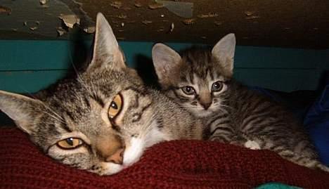 Huskat ~Mini~ billede 11