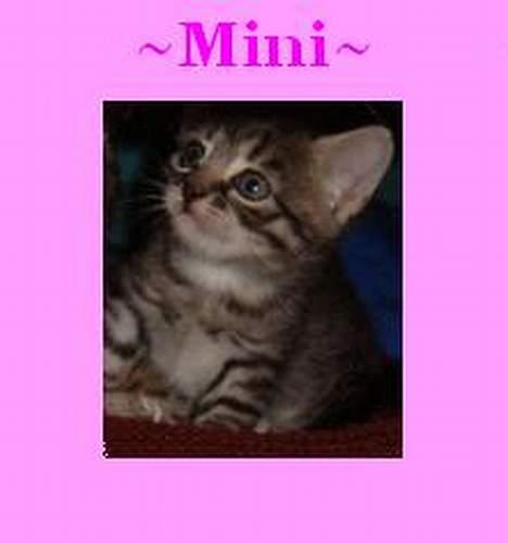 Huskat ~Mini~ billede 12