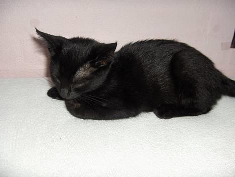 Huskat Lajla - AAAAAAAHHHHHHH! Her ligger jeg og tager mig en lur i Idas dejlige seng billede 1