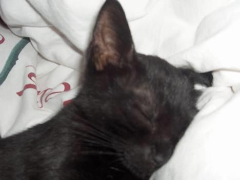 Huskat Lajla - ZZZZzzzzzzzzZZZZZZZZZzzzzzz znor znork  billede 2