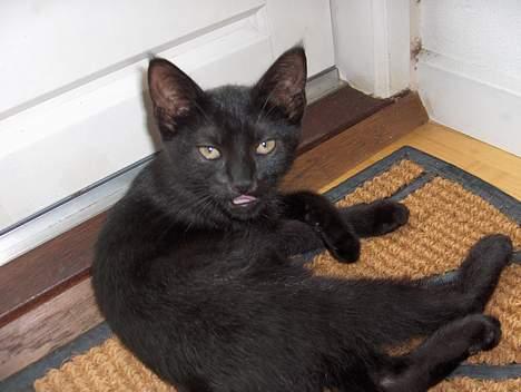 Huskat Lajla - Så nu er det godt NU VIL JEG SOVE. Hold så op med at fottografer mig mer´ billede 3