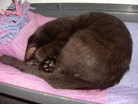 Huskat Lajla - Hvornår kommer du mus? Så jeg kan fange dig? HVA? billede 4