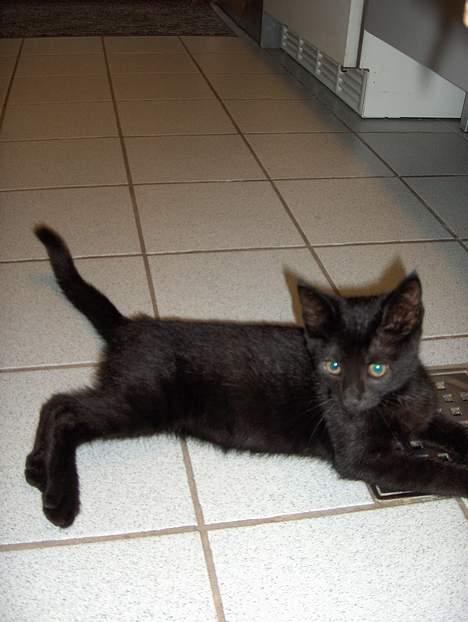 Huskat Lajla - Er jeg ikke bare en lille smuk skøn skvip? HVA? billede 5