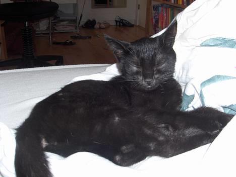 Huskat Lajla - Idas dyne er også dejlig <3<3 billede 6