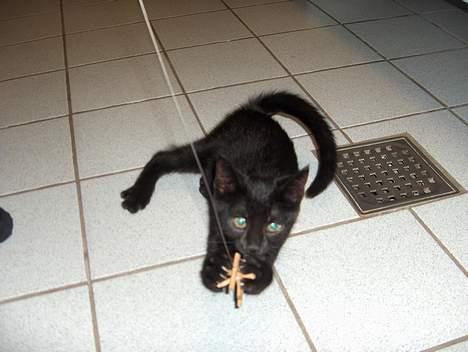 Huskat Lajla - Her er jeg igang med at ÆDE DEN! billede 7